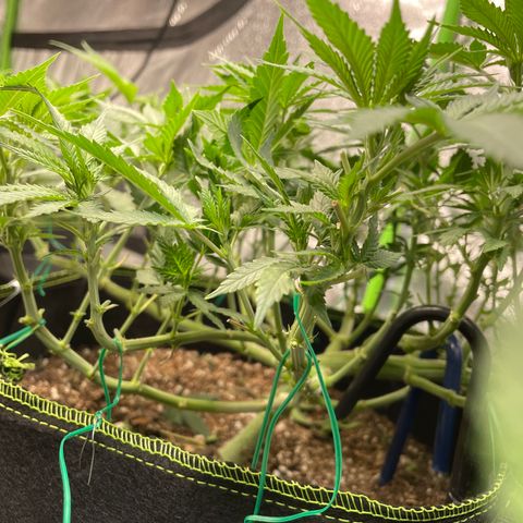 Pineapple Chunk growlog timeline photo