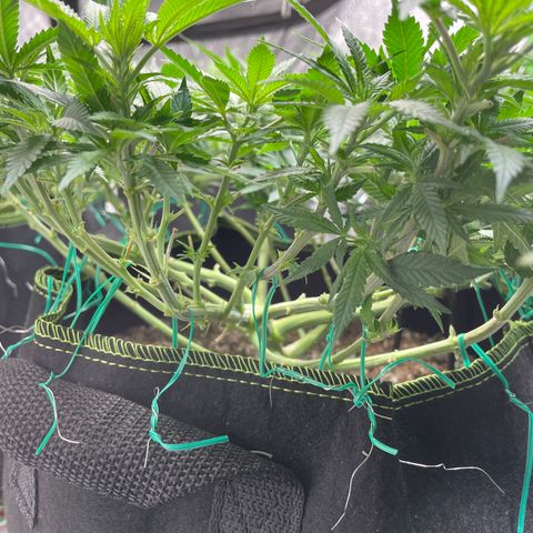 Pineapple Chunk growlog timeline photo