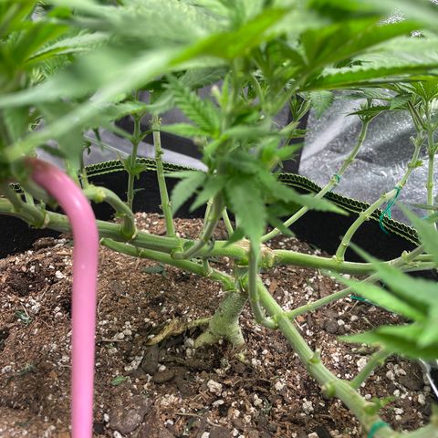 Pineapple Chunk growlog timeline photo