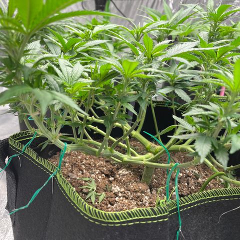 Pineapple Chunk growlog timeline photo