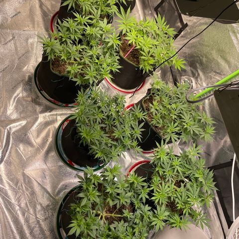 Pineapple Chunk growlog timeline photo