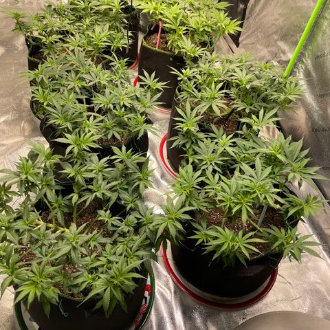 Pineapple Chunk growlog timeline photo