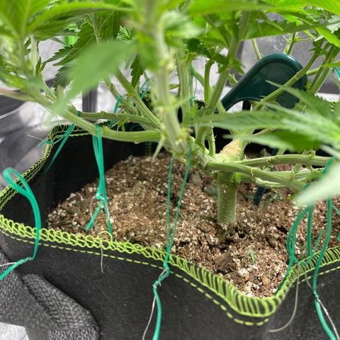 Pineapple Chunk growlog timeline photo
