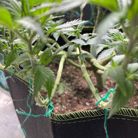 Pineapple Chunk growlog timeline photo