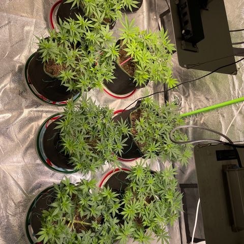 Pineapple Chunk growlog timeline photo
