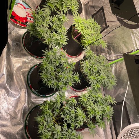 Pineapple Chunk growlog timeline photo