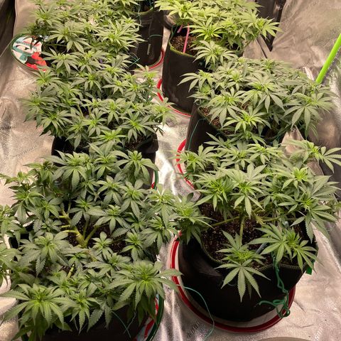 Pineapple Chunk growlog timeline photo