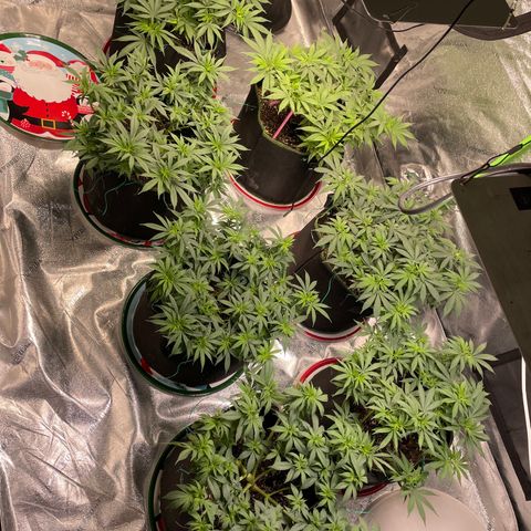 Pineapple Chunk growlog timeline photo