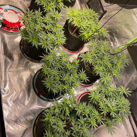 Pineapple Chunk growlog timeline photo