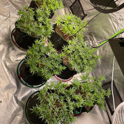 Pineapple Chunk growlog timeline photo