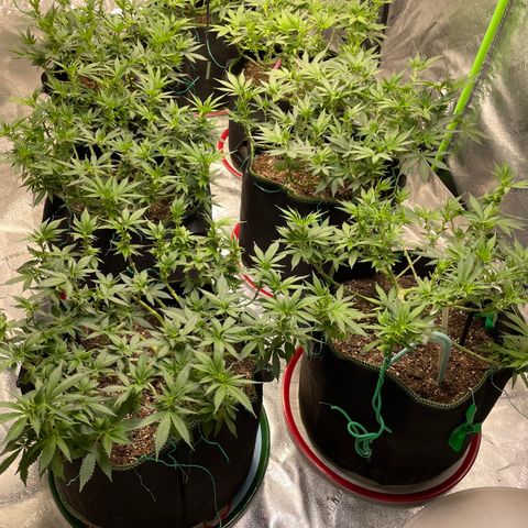 Pineapple Chunk growlog timeline photo