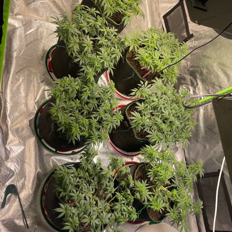 Pineapple Chunk growlog timeline photo