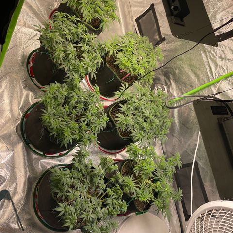 Pineapple Chunk growlog timeline photo