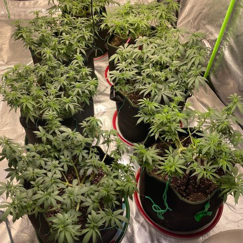 Pineapple Chunk growlog timeline photo