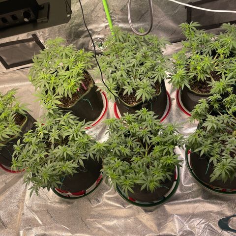 Pineapple Chunk growlog timeline photo