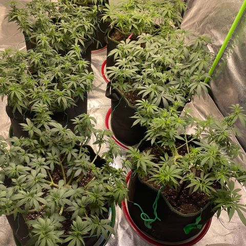 Pineapple Chunk growlog timeline photo