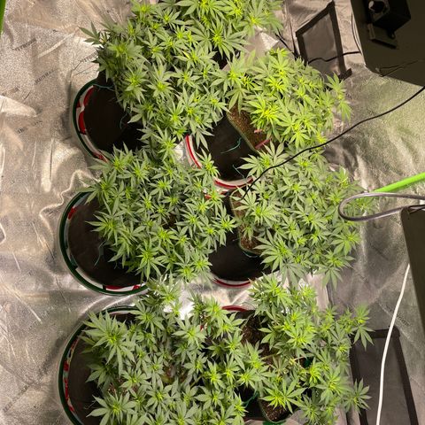 Pineapple Chunk growlog timeline photo