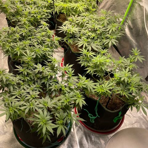 Pineapple Chunk growlog timeline photo