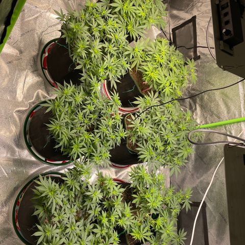 Pineapple Chunk growlog timeline photo