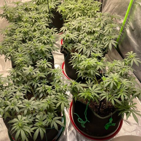 Pineapple Chunk growlog timeline photo