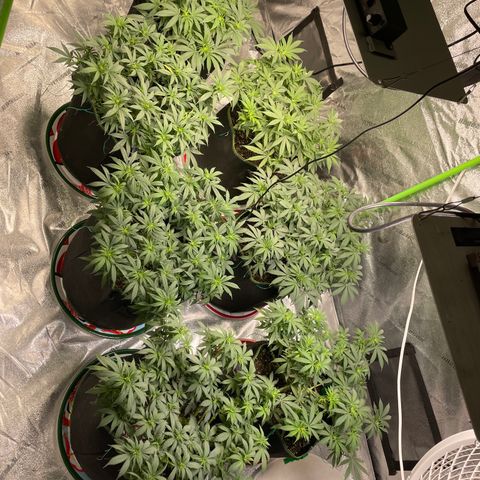 Pineapple Chunk growlog timeline photo
