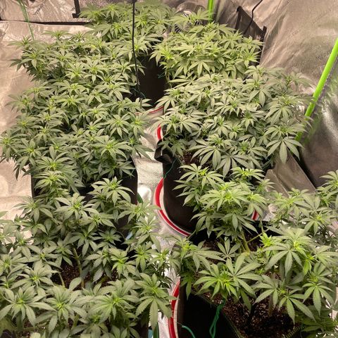 Pineapple Chunk growlog timeline photo