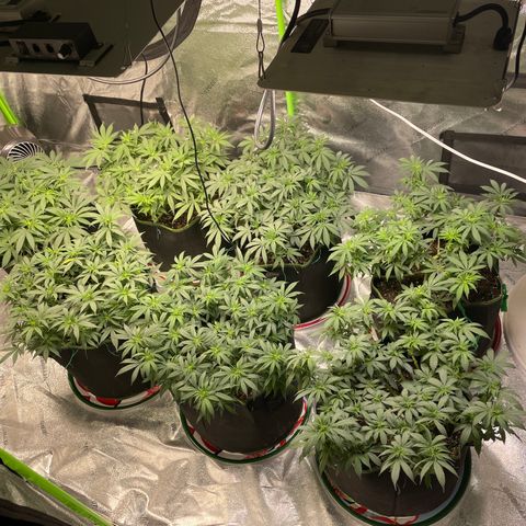 Pineapple Chunk growlog timeline photo