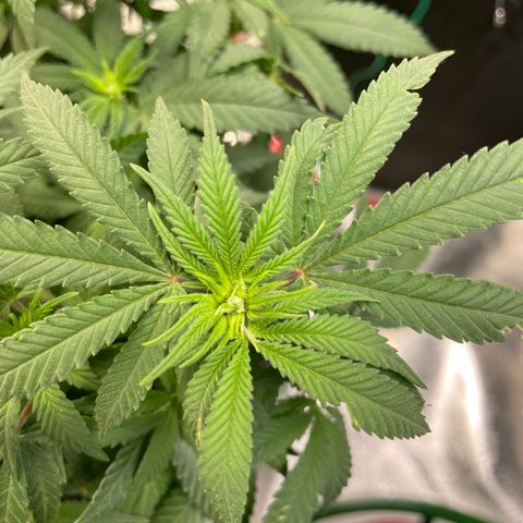 Pineapple Chunk growlog timeline photo