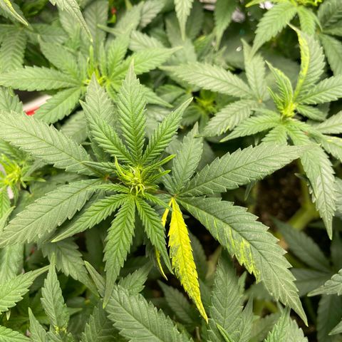 Pineapple Chunk growlog timeline photo