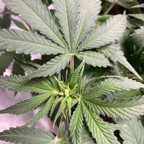 Pineapple Chunk growlog timeline photo