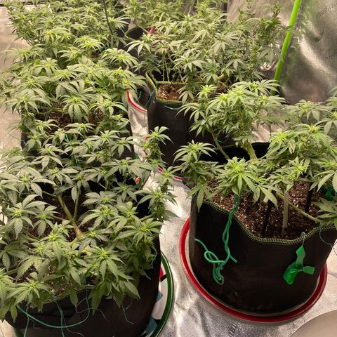 Pineapple Chunk growlog timeline photo