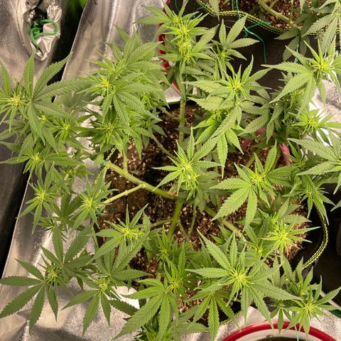 Pineapple Chunk growlog timeline photo