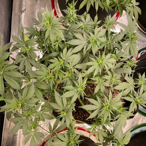 Pineapple Chunk growlog timeline photo