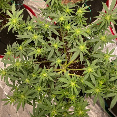 Pineapple Chunk growlog timeline photo