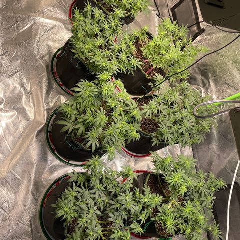 Pineapple Chunk growlog timeline photo
