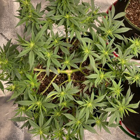 Pineapple Chunk growlog timeline photo