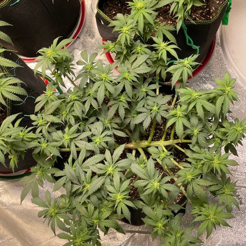 Pineapple Chunk growlog timeline photo