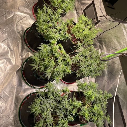 Pineapple Chunk growlog timeline photo