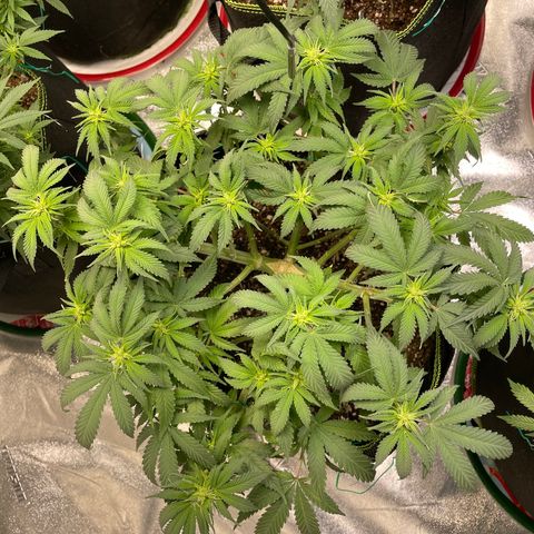 Pineapple Chunk growlog timeline photo
