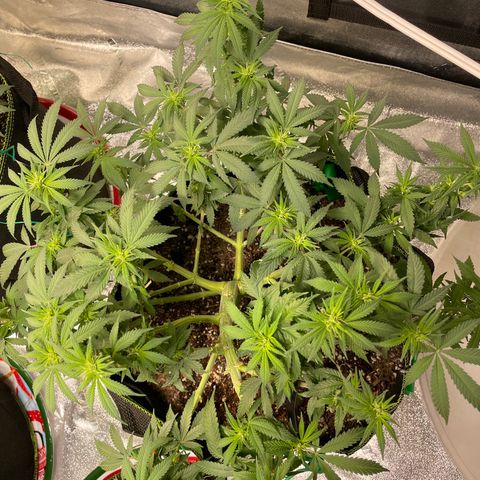 Pineapple Chunk growlog timeline photo