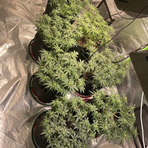Pineapple Chunk growlog timeline photo
