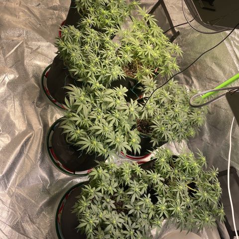 Pineapple Chunk growlog timeline photo