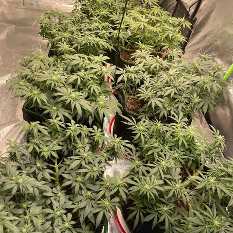 Pineapple Chunk growlog timeline photo