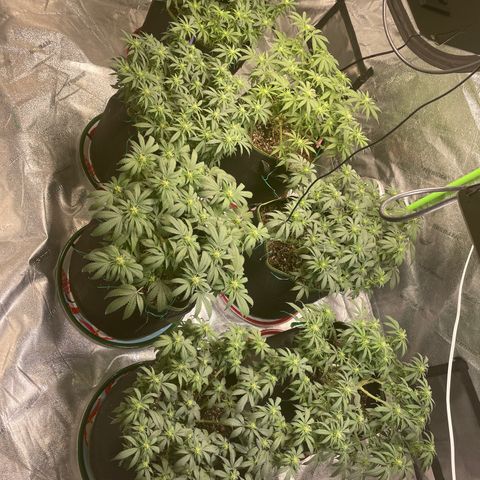 Pineapple Chunk growlog timeline photo