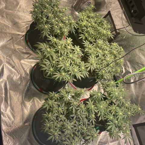 Pineapple Chunk growlog timeline photo
