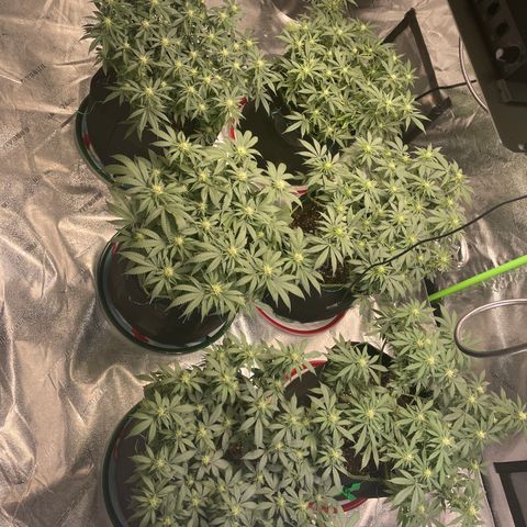 Pineapple Chunk growlog timeline photo