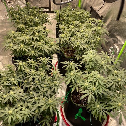 Pineapple Chunk growlog timeline photo