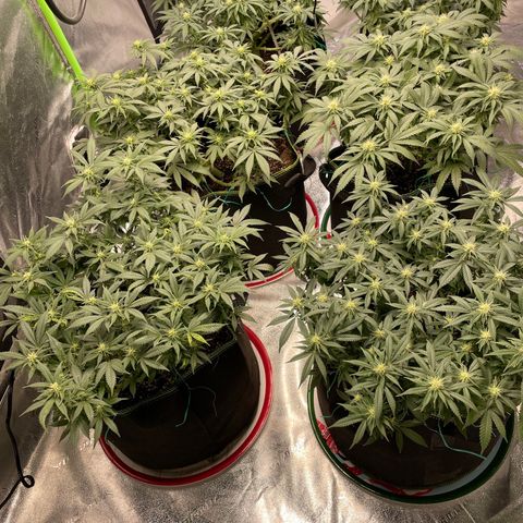 Pineapple Chunk growlog timeline photo