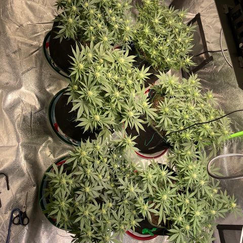Pineapple Chunk growlog timeline photo