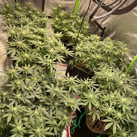 Pineapple Chunk growlog timeline photo